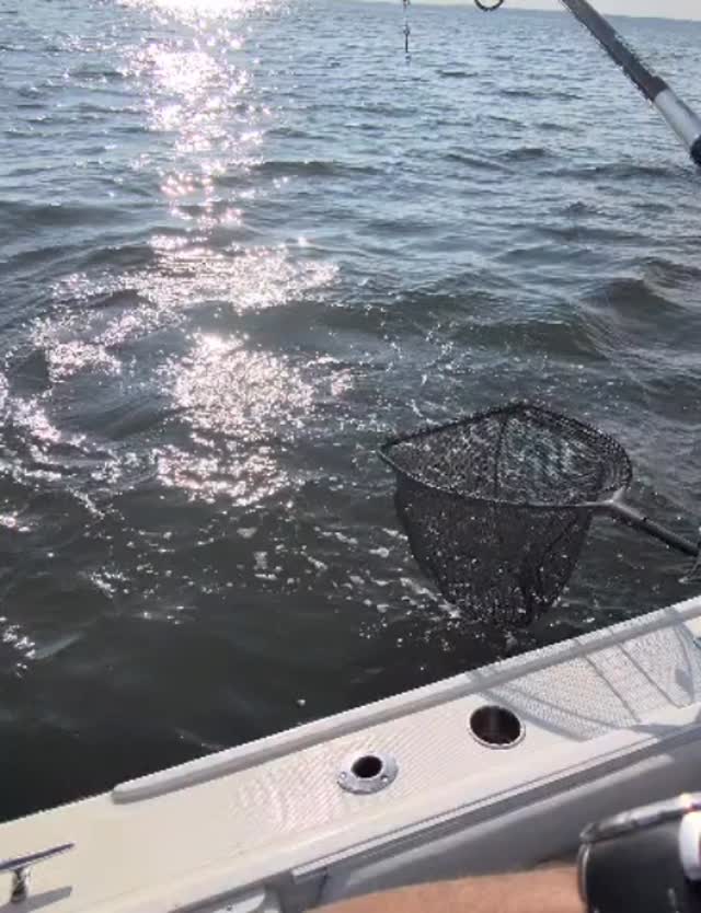 This fish hit on the way up and didn’t even realize it was hooked until it saw the boat. Then all hell broke loose. 💥
The big girls showed up this morning, and this one put on an absolute show. 🎣🔥#bluefinsoundcharters #newrochelleny #longislandsound #bass #fishing