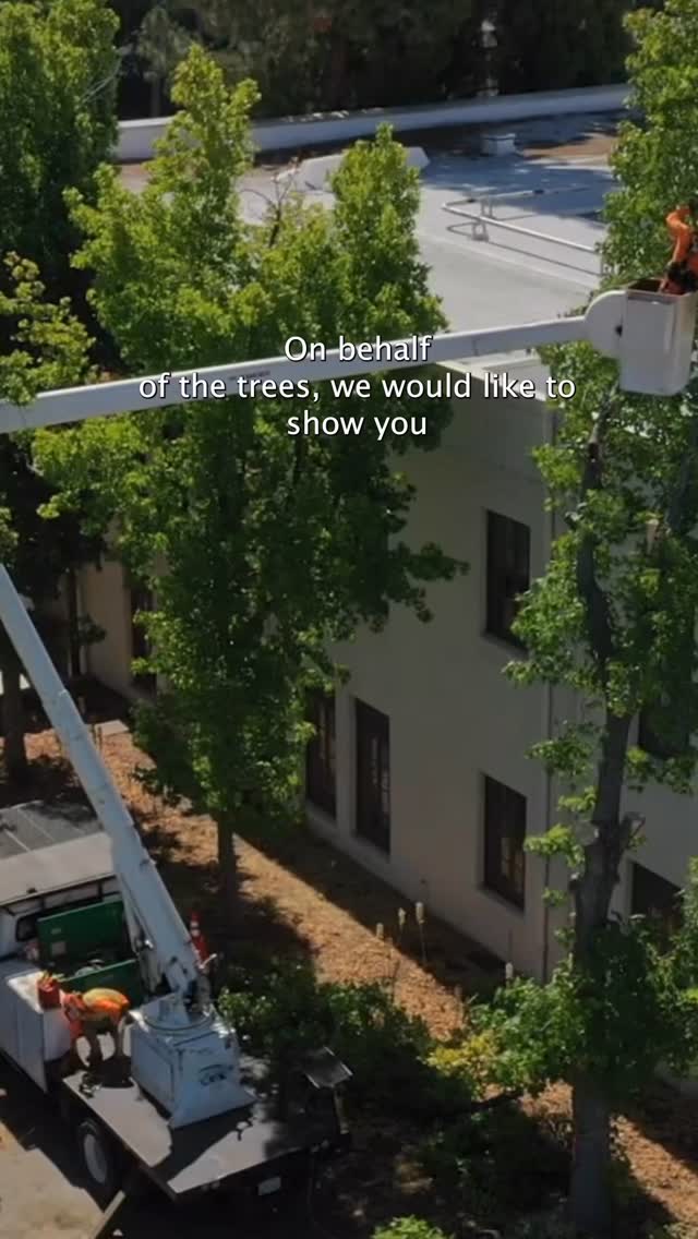 PUSD misrepresented the facts when they announced yesterday that DTSC is forcing them to move quickly and remove trees. Watch as the DTSC tells them this is not required on 6/18/2026 at a PUSD public board meeting.