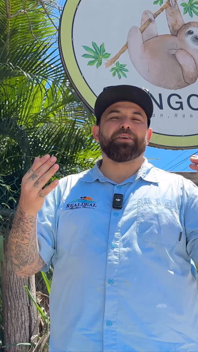 Hands down one of the best Sloth Parks on the Island @djmonkeyandslothhangout #realdeal #sloths #macaws #monkeys #familyfriendly