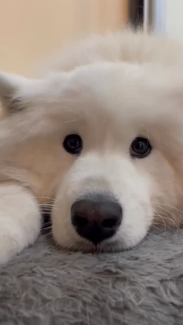 Night night sweetheart 🥹🥰💛🐾🐶
.
.
.
.
.
.
#doghotel #dogboarding #samoyedlife #sweetdreams #dogsofauckland
