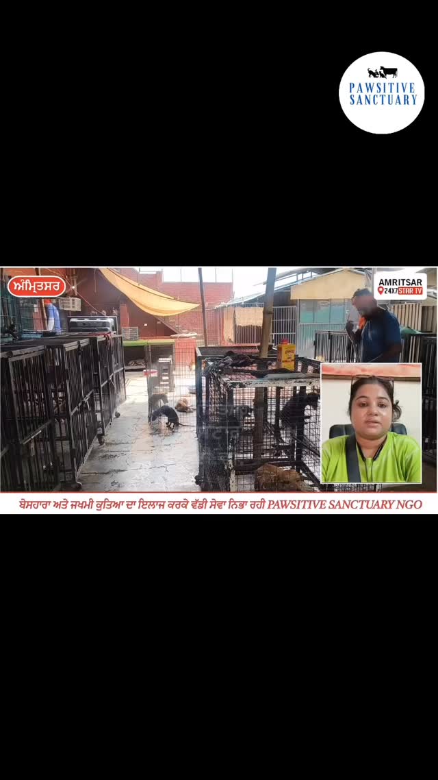 🐾 Thank you @jagpreet_chh ji from Amritsar 24*7 Start Tv for bringing an injured accident victim to our shelter today. ❤️
🙏 Thank you for taking the time to witness our seva and for appreciating and highlighting our work.
Your support and encouragement mean a lot to us. ❤️