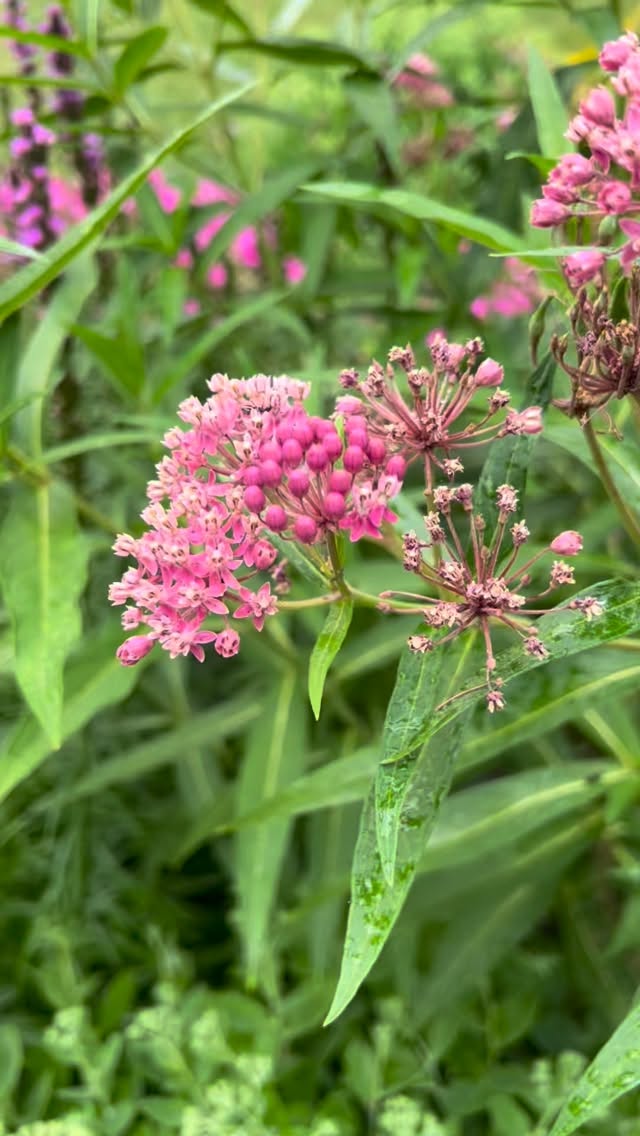 I always hope they come…now to see what happens next 🐛🦋✨ #transformation #butterfly #catepillar #milkweed #capecod