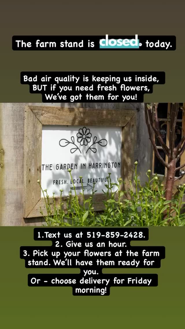Even though the air quality is not the best… fresh flowers are still available! Our farm stand is closed today, however, if you are looking for flowers, you can text 519-859-2428 or DM us to order flowers for pickup today or we can deliver Friday morning!
#flowers #freshflowers #localflowers #local #fresh