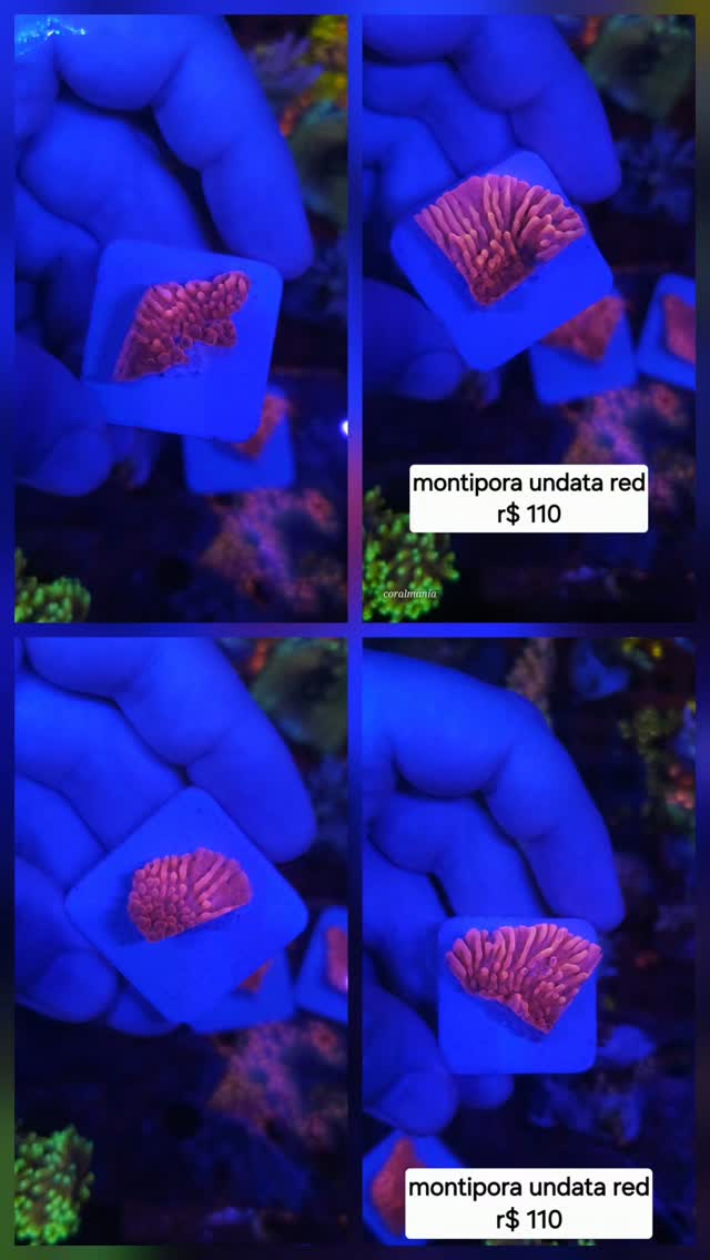 Montipora undata disponível r$ 110, compre onilne www.coralmania.com.br #aquariomarinho #coralfrags #reeftanks #reef #montiporacoral