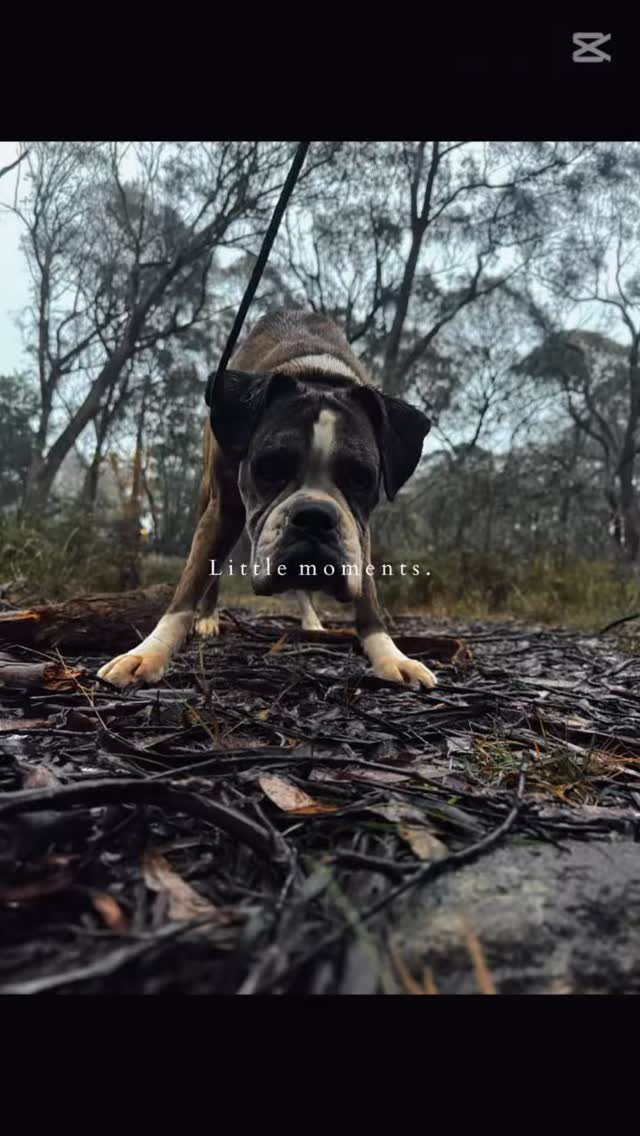 Insta didn’t like using the music in the previous clip so I changed it and repost Nutty Nutmegs adventure again ❤️ because she deserves the limelight
Nutty Nutmeg reporting for adventure duty! 🌿🐾
Nutmeg is a 10-year-old Boxer with... let’s just say... questionable social skills. 😅 So instead of spending all day in the social groups, her mum added a few bushwalks to her stay to give her some one-on-one adventures, plenty of sniffing and a chance to enjoy the great outdoors.
Safe to say she’s absolutely loving it.
Not every dog enjoys their holiday in the same way, and that’s okay. Some thrive in big social groups, while others are happiest exploring a bush track with a human all to themselves, nose working overtime.
And Nutmeg? Well... she’s a bit quirky. We lovingly call her Nutty Nutmeg, because let’s be honest... she’s a little bit nutty and a whole lot of Nutmeg. ❤️
Watching dogs enjoy life in the way that suits them best is one of the best parts of what we do.
#DogHotel #DogLovers #DogBoarding #HappyDogs #PetResort
