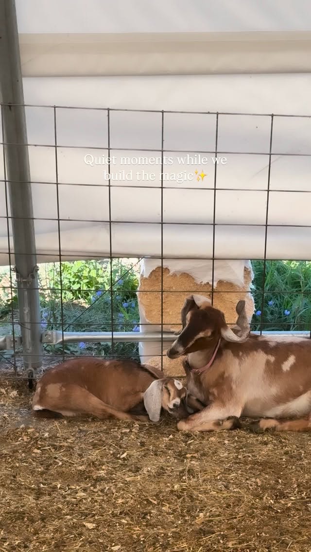 The days have been full as we get the farm ready for a season of tours, classes, cheese, and unforgettable experiences. In between the to-do lists, there are moments like these that remind us why we’re doing it all.
The farm is coming to life, and the magic is already here. We can’t wait to share it with you. 💚
#duxburycreamery #duxburyma #goatfarm #newenglandfarm #farmlife