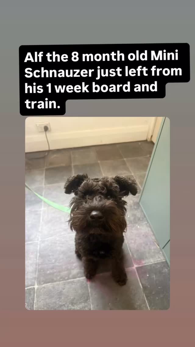 🐾 Alf’s Board & Train adventure has come to an end… and we’re going to miss this little legend!
At just 8 months old, this Mini Schnauzer arrived convinced that every dog, person and moving object was absolutely his business. Add pulling on the lead and plenty of barking, and walks were… entertaining. 😅
Just over a week later? Alf has discovered that not everything needs his opinion. He can disengage from other dogs, walk on a loose lead, and it turns out walks are a whole lot more fun when you work with your human instead of towing them down the street.
The biggest win? I managed to keep my coffee in the cup. ☕😉
Need a hand with your dog’s training?
If you can’t… I can. That’s not magic—it’s simply what I’ve dedicated my life to. Over the past 13 years I’ve trained more than 1,000 dogs, from pet manners and reactivity to competitive dog sports.
Like any trade, experience matters. This just happens to be mine… and I absolutely love it. 💙🐾
I am NDTF certified, attended over 50 professional seminars and workshops over the last few years, worked nationally and internationally and even trained some Indian Ministers dog. In English 😉