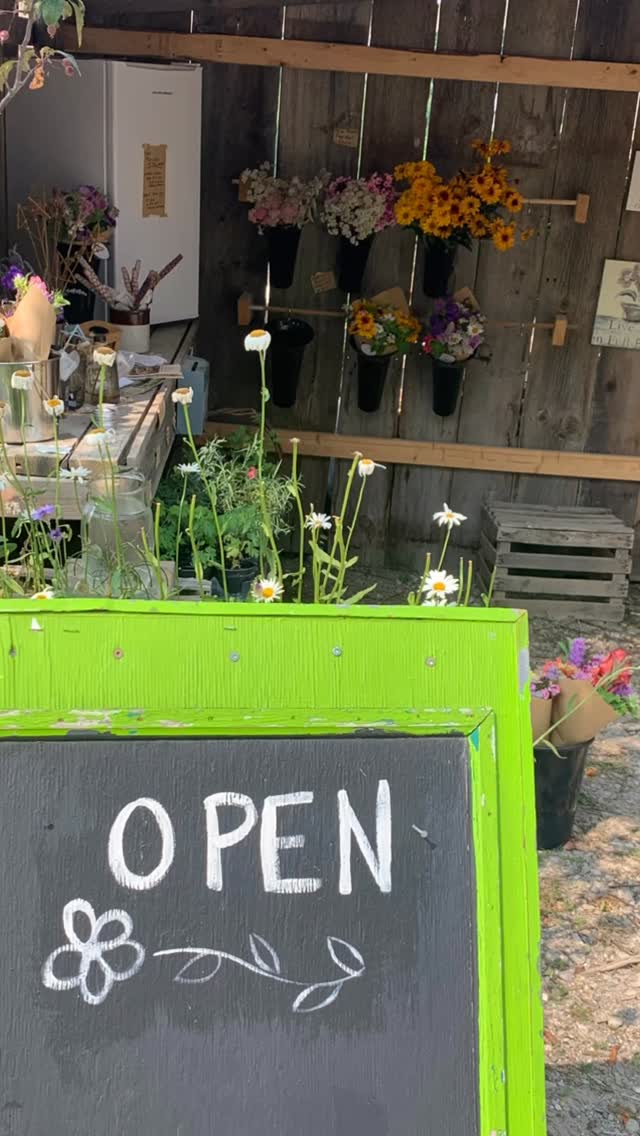 The Self Serve Farm Stand is OPEN all weekend! And - we have just harvested lavender! Drop by to pick up your grown-right-here fresh lavender bunches for just $10 each. And bring a cold drink and plan to spend some time walking through The Garden while you are here. Summer harvest season is beginning to bloom in spectacular fashion!
#thegardeninharrington #harringtonontario #farmfreshflowers #grownforyou #haveyouseenaflowerfarmyet