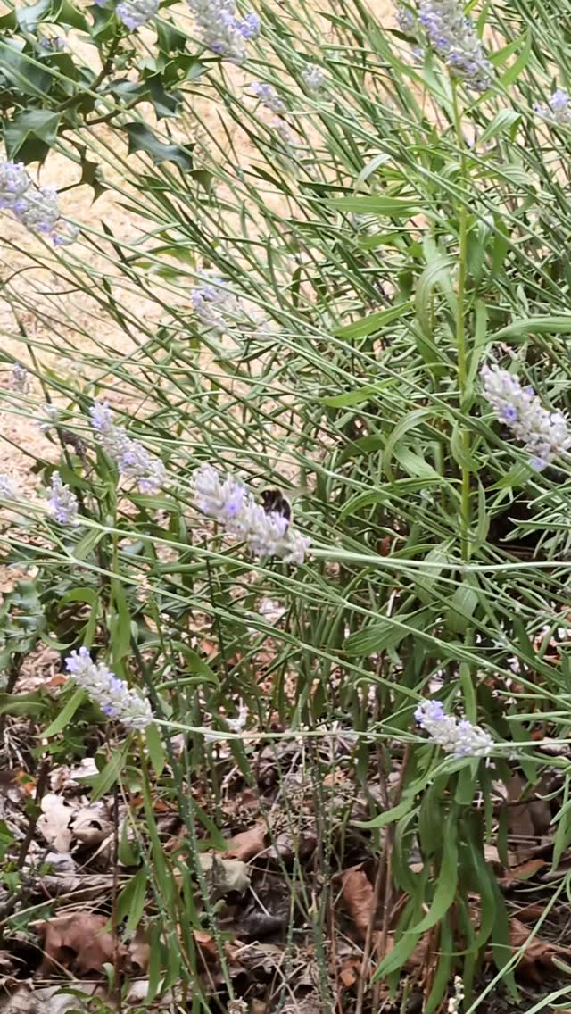 Too cute not to stop for a video when bringing the bins in 🪻 🐝 🪻
#littlewildmoments