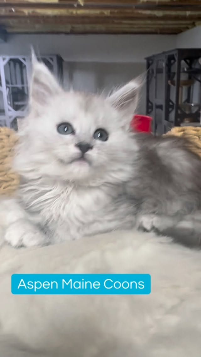 #mainecoonsofinstagram #mainecoonlovers #mainecoonlife #mainecooncatlovers #mainecoonsilver