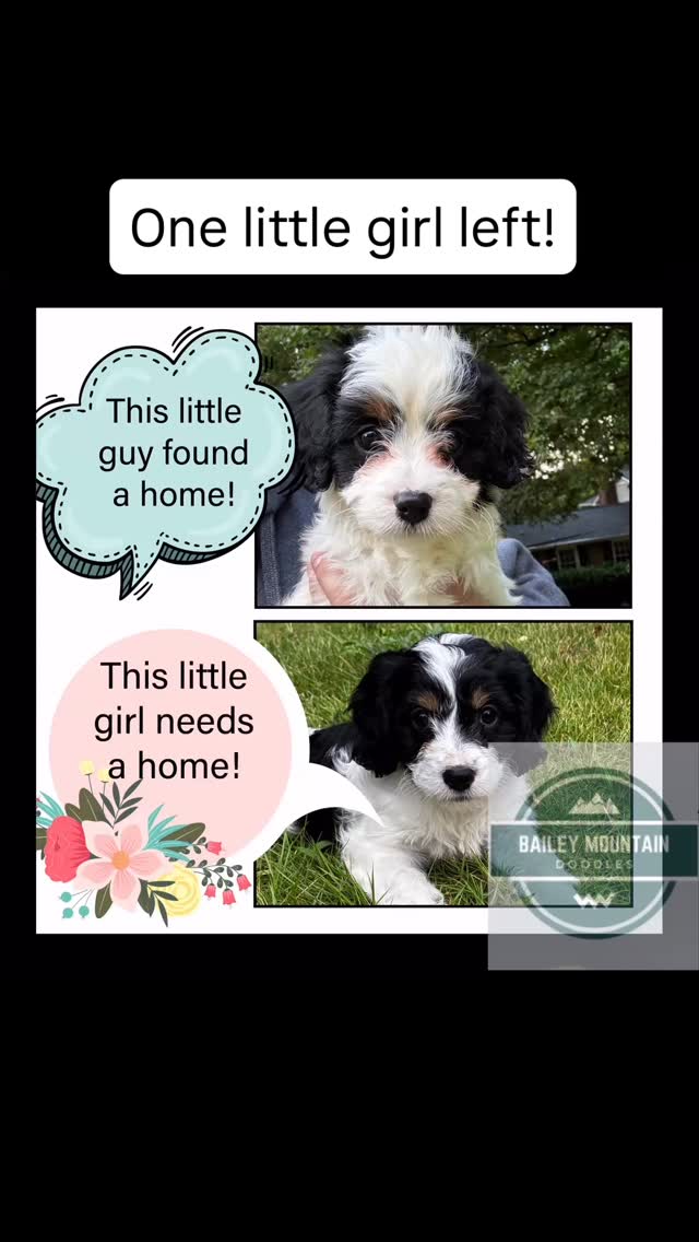 Red Boy has a home! We have one little tiny baby left! Our sweet Purple Girl is available now!
#cavapoo #cavapoosofinstagram #cavapoopuppy #cavapoopuppies #cavapoolove #cavapooworld #cavapoogram #cavapoolife #puppylove #puppiesofinstagram #dogsofinstagram #doodlesofinstagram #poodlemix #cavalierkingcharlesspaniel #cutepuppy #puppyoftheday #doglover #instapuppy #puppygram #furbaby #familydog #availablepuppy #puppiesforsale #cavapoobreeder #ethicalbreeder #doodlepuppy #designerbreed #redcavapoo #apricotcavapoo #teddybearpuppy