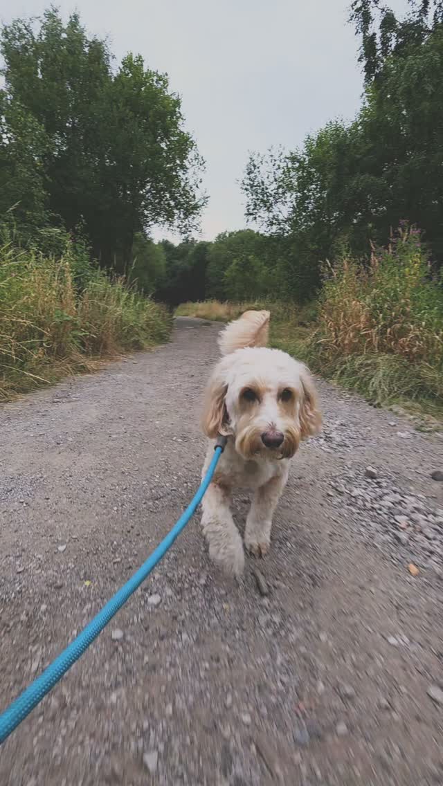 🌳🐾 What a beautiful walk we had today! ❤️
The Wavy Tails crew were absolutely amazing out on their woodland adventure!
Everyone walked so beautifully together, listening, checking in, and enjoying all the sights, smells and sounds that the woods had to offer. 🌿
There’s nothing better than watching a group of dogs with different personalities come together, have fun, and confidently explore as a pack.
Lots of happy tails, plenty of sniffing, and some very tired pups afterwards! 💤
I’m so proud of how far some of these dogs have come, building confidence, learning good manners, and enjoying their walks safely together.
Another fantastic adventure with the Wavy Tails crew! 🐾
#WavyTails #DogWalking #PackWalk #HappyDogs #WoodlandAdventures