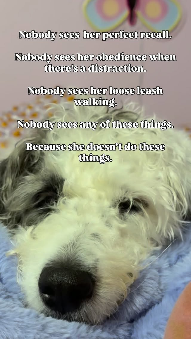 At least she’s cute…
#dogsarethebest #dogtraining #dogmom #doglover