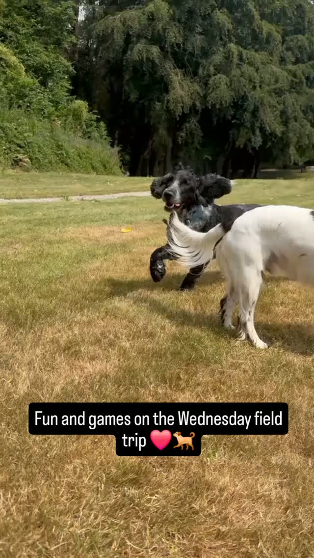 Wednesday field trips to The Dog Field 🌳 @perfectpetservices
