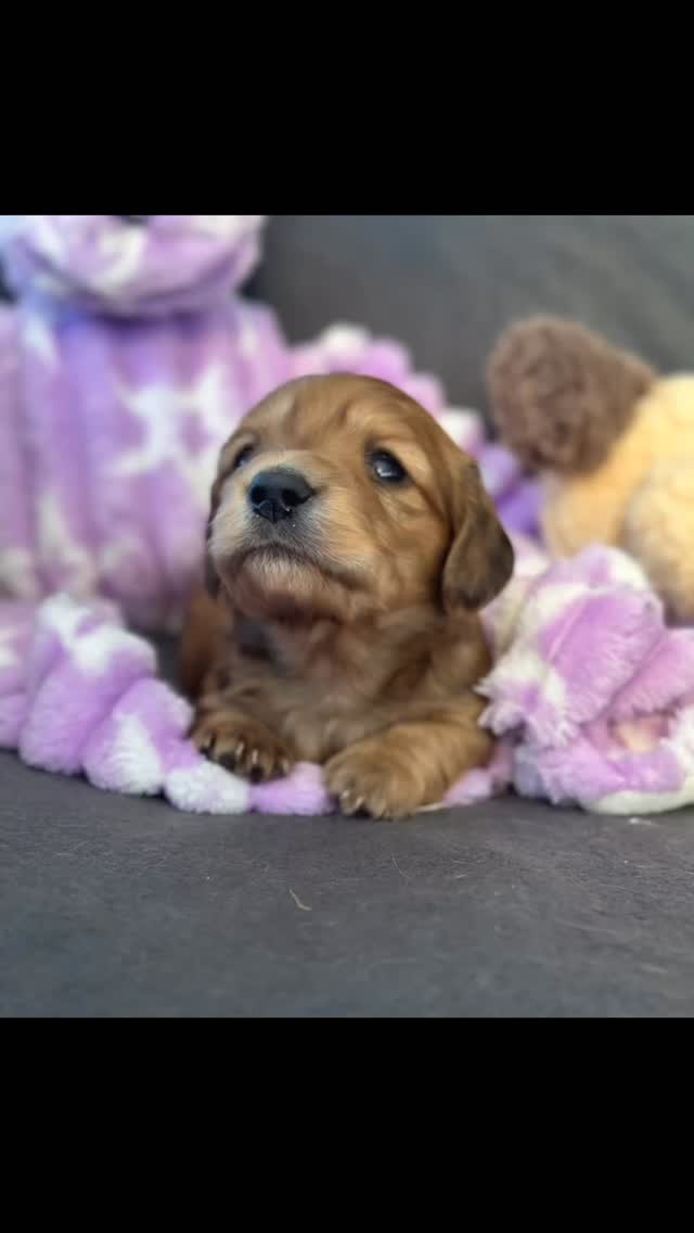 #miniaturedachshund #minidachshund