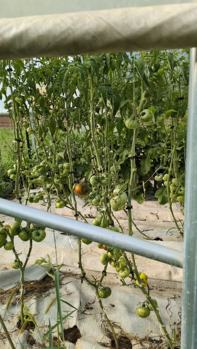 There are as many ways to grow tomatoes as there are types of tomatoes. I will probably spend the rest of my adult life learning about them each year. I'm thrilled about the excellent @growingformarketmagazine tomato course, and a tomato production tour at @blaneyfamilyfarm tomorrow to add some tools to our toolbox for this important crop! Farming is a great occupation for someone who loves rabbit holes....
PS if you're alarmed at how bare these look, you're not alone! It took me years to finally accept that greenhouse varieties are supposed to look this way 😆