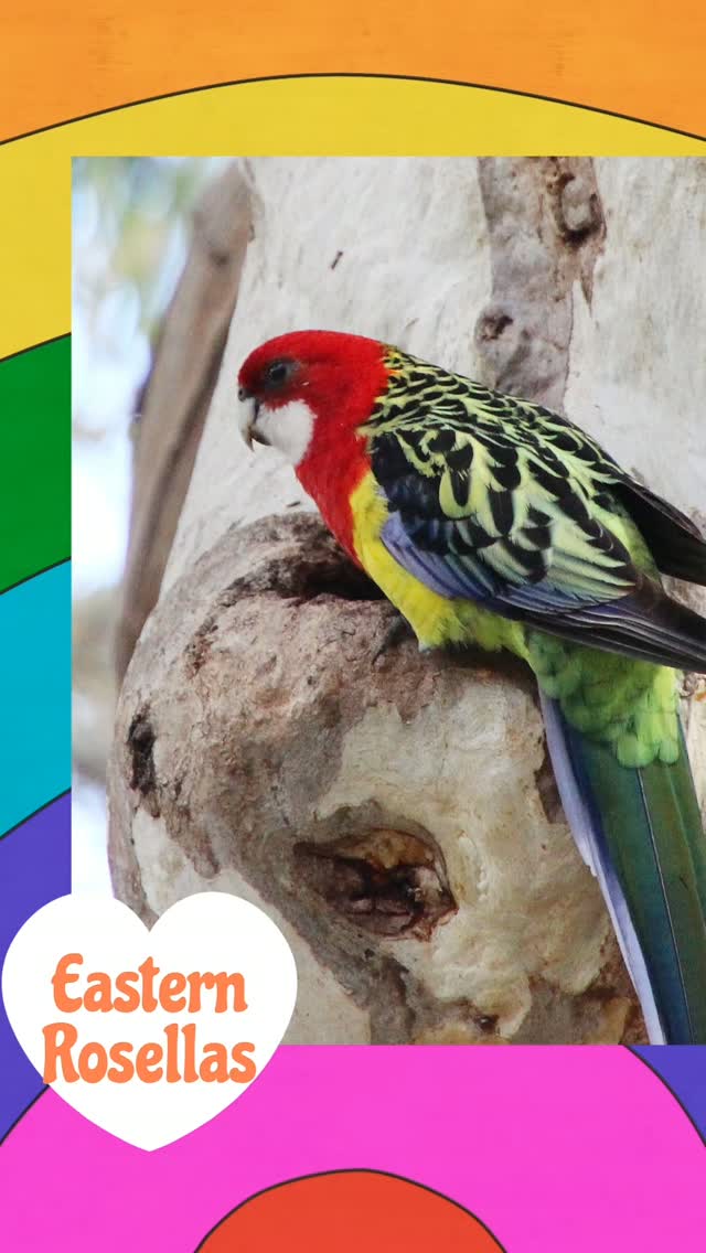 Congratulations to young Miles Phillips on his earworm of the year! How great that we are all singing along to a song about a beautiful native bird.
Eastern Rosellas - like many other native species - need tree hollows to breed. These hollows can take up to 150 years to form, so protecting our old-growth trees is vitally important for their survival. 🌳
You can help Eastern Rosellas and other native birds by:
- protecting old-growth trees
- installing a nest box
- planting native flora.
Do your bit for native fauna and sing a catchy tune while you're doing it. 😀
@joelbp
#EasternRosellas #backyardbirds #urbanbiodiversity #greengeckostudios