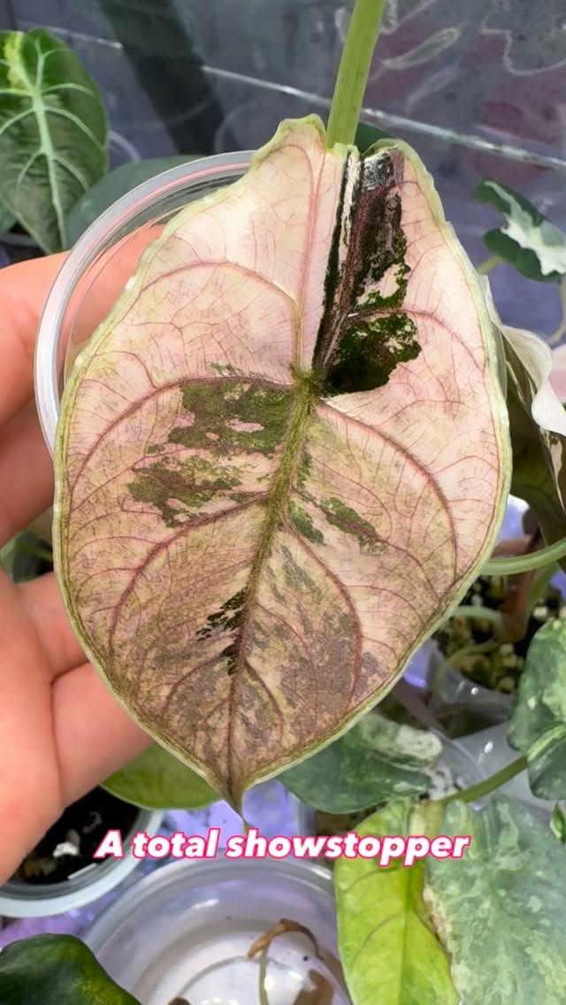 Looks nice here but this one absolutely takes your breath away in person. 🤩
#variegatedalocasia #alocasiaazlanii #alocasialover #alocasia #alocasiavariegata
