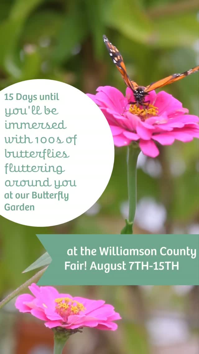 🦋📢Only 15 days away! Join us for 9 days of fun at the @williamsonfair ! August 7-15🌼🦋✨️
Our huge greenhouse will be located in the main Ag building. Inside, you'll be immersed with a beautiful garden oasis filled with 100s of butterflies! Entrance to our butterfly exhibit is included in your fair ticket!🦋 🎟