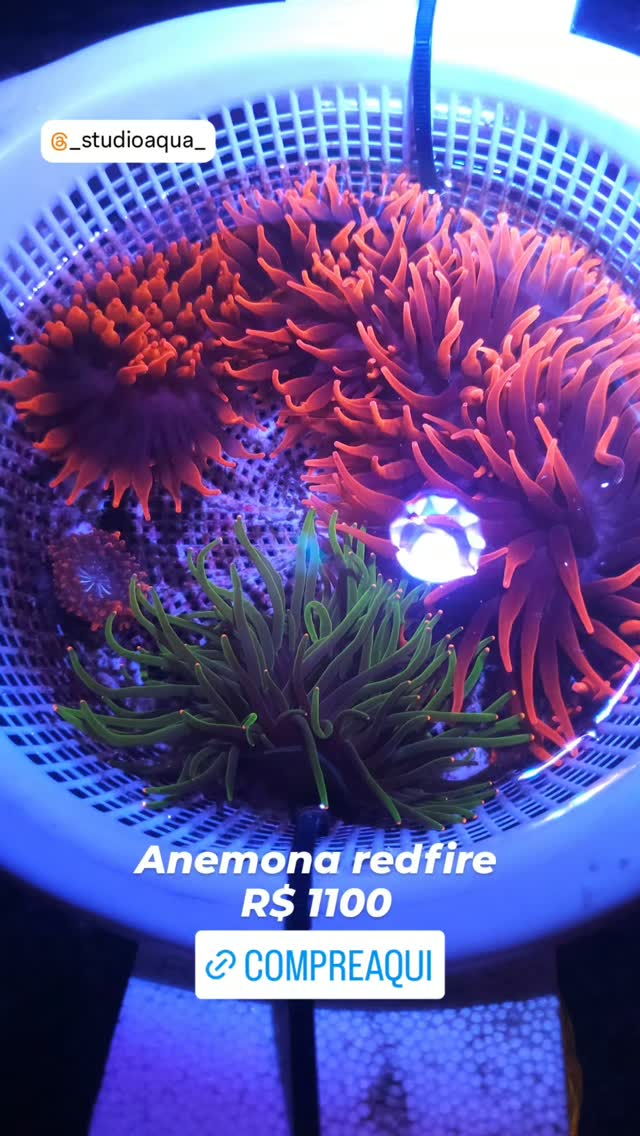 Anemona red fire disponível preços a partir de r$ 800 até r$ 1100 compre onilne www.coralmania.com.br #ecommerce #aquariomarinho #anemone #viral #fyp