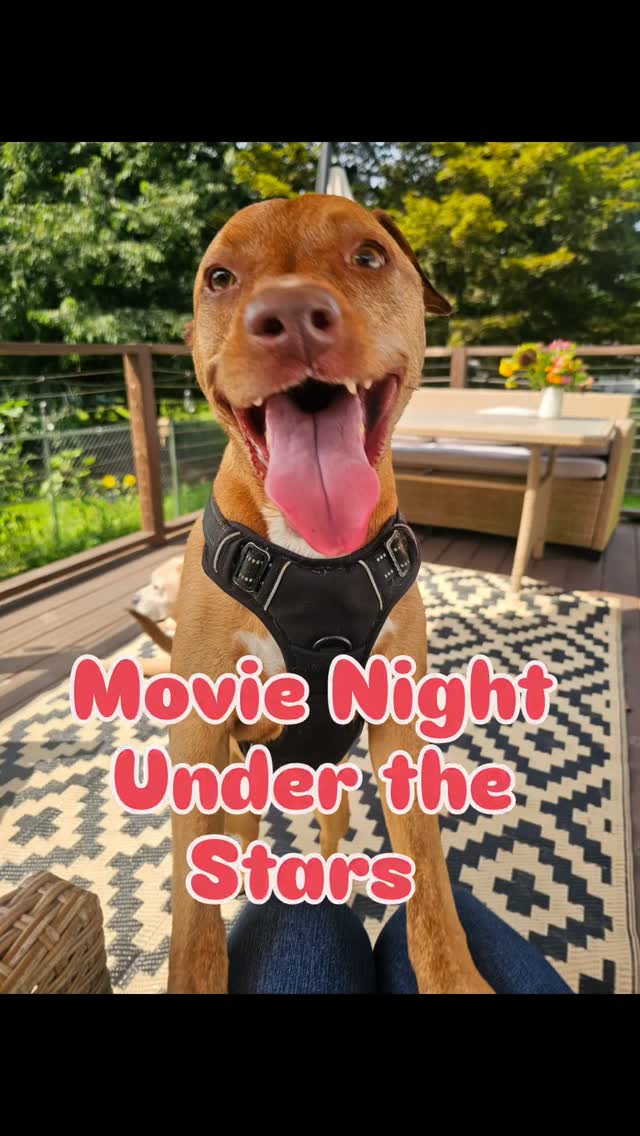 Friday night lights ... Happy Pup edition! Way less football, way more fun πΎπ©·
#happypup #happypupdogwalking #happypupdogboarding