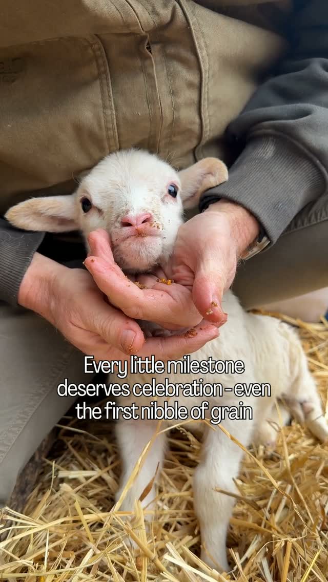 Gently guiding a precious lamb as it discovers the joy of its first solid meal 🐑🌾❤️
ㅤ
#lamb #animals #farm #farmlife #homestead