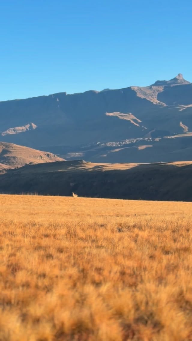 The Drakensberg has a way of making everything else feel a little less important.
The endless mountain views, crisp air, winding rivers and complete stillness are a reminder of just how incredible South Africa really is.
At Giants Cup Wilderness Reserve, you’re not just visiting the Drakensberg – you’re living in it. Wake up to towering peaks, spend your days hiking, fly fishing or simply soaking up the silence from your private cabin, and end the day under a sky full of stars.
Some places are beautiful.
The Drakensberg is unforgettable.
Come and experience it for yourself.
📍 Giants Cup Wilderness Reserve, Southern Drakensberg
#drakensberg #drakensbergmountains #beautifulplaces #goplaces #naturelovers