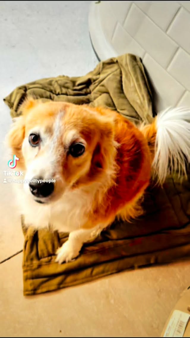 From my YouTube library- warming pet bed.#happyquiltypeople #quiltersofinstagram #sew