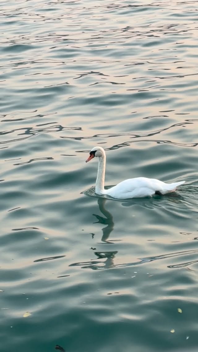 Who needs AI when you have the lake of Zurich.
#switzerland #travel #lakeofzurich #swan