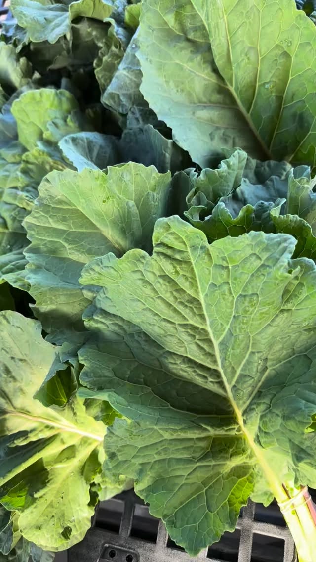 You may have noticed a new addition to the farmstand this year…Collards!
Farmer Rachel has a love of collards and was excited to grow these gorgeous greens this season. What’s extra special about our collards, is that they’re grown from an ultracross seed mix. That means the seeds and plants contain genetic material from 21 different heirloom varieties of collards. That’s a whole lot of genetic diversity! For this reason each plant, and therefore each leaf in your bunch, looks a little different.
As farmers, this makes our production more resilient. As consumers, this makes your food more delicious, diverse, and exciting. Our food system encourages farmers to reduce diversity, making our food more uniform and more bland. Booo!
Growing crops like the Ultracross Collard Green is just one way we are trying to bring variety back into what we eat.
Saute them, steam them, bake them, or freeze them to use later. What’s your favorite way to eat collard greens?