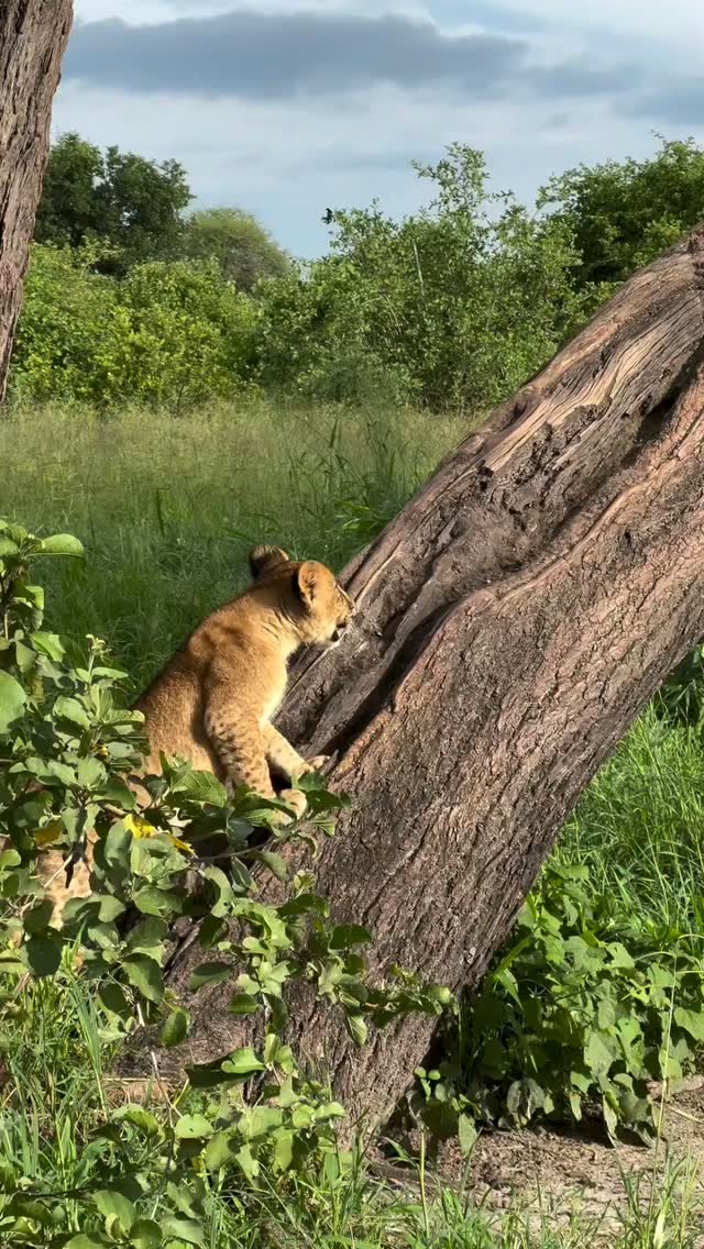 Where the wild roams free, every encounter becomes a memory🦁 its not just a journey.. its a connection.
Whatsaap: +255769992291
Email: info@wenzitravel.com
#wildlifewonder #safari #serengeti