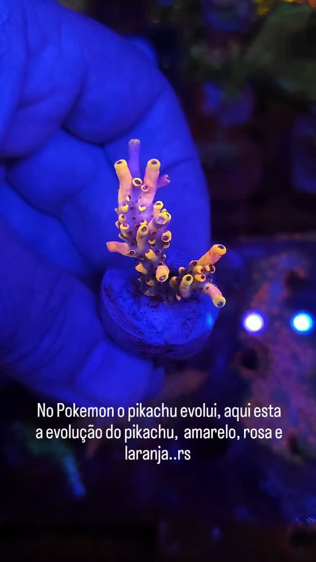 Mais uma legalzinha.. rs #aquariomarinho #reefporn #acroporas #acroporacoral #reeftank