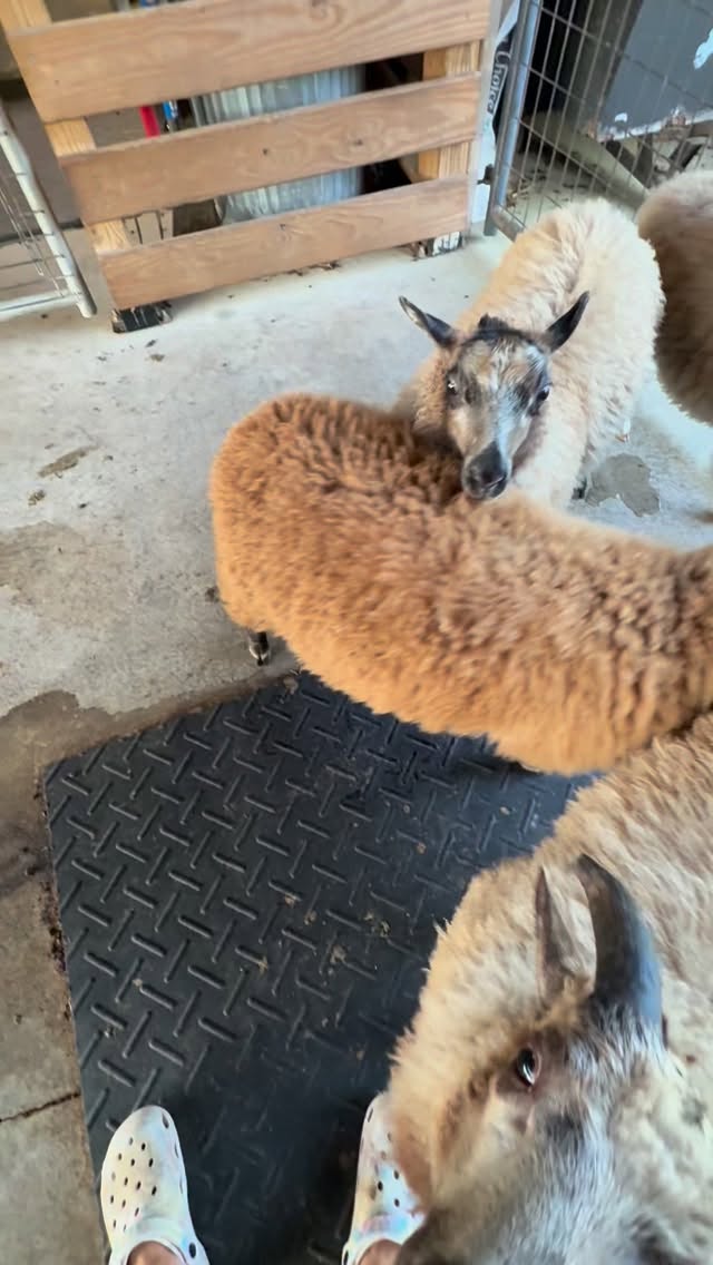 When I made the decision to let my animals go, I worried if I was making the right decision, but I trusted that the Lord would provide the perfect homes if it was the right decision. Within the first week, the Teeny Farm bought the Livestock Guardian Dogs, and proved to be the absolute perfect fit for them. I am enjoying watching them thrive in their new home! Next @greengoatlandmgt purchased not one, but ALL the goats and it’s been exciting to watch them living their best life.
I have been very particular about where they all would go. I have had a handful of people reach out about the sheep, but it was never the right fit… either they didn’t want them all, didn’t want to spend that much, didn’t have the right setup for them, didn’t quite understand the care requirements for fiber sheep, or didn’t have transportation…. regardless, I have decided that the sheep are here to stay for a while. I’ve become too attached to all the babies. We may or may not breed one more time before the ram moves on to his new flock at the end of the month. The two ram lambs are getting wethered this afternoon, and things will just be simpler all around when I can run the entire flock together and rotate all three pastures. I worried about selling fleeces, but have already sold out of all the 2026 fleeces before even listing them online - that was also a clear sign for me. So, stay tuned for more sheep shenanigans. 🐏🐏🐑🐑🐑
#theyknowmyvoice #iknowtheirnames #shetlandsheep
