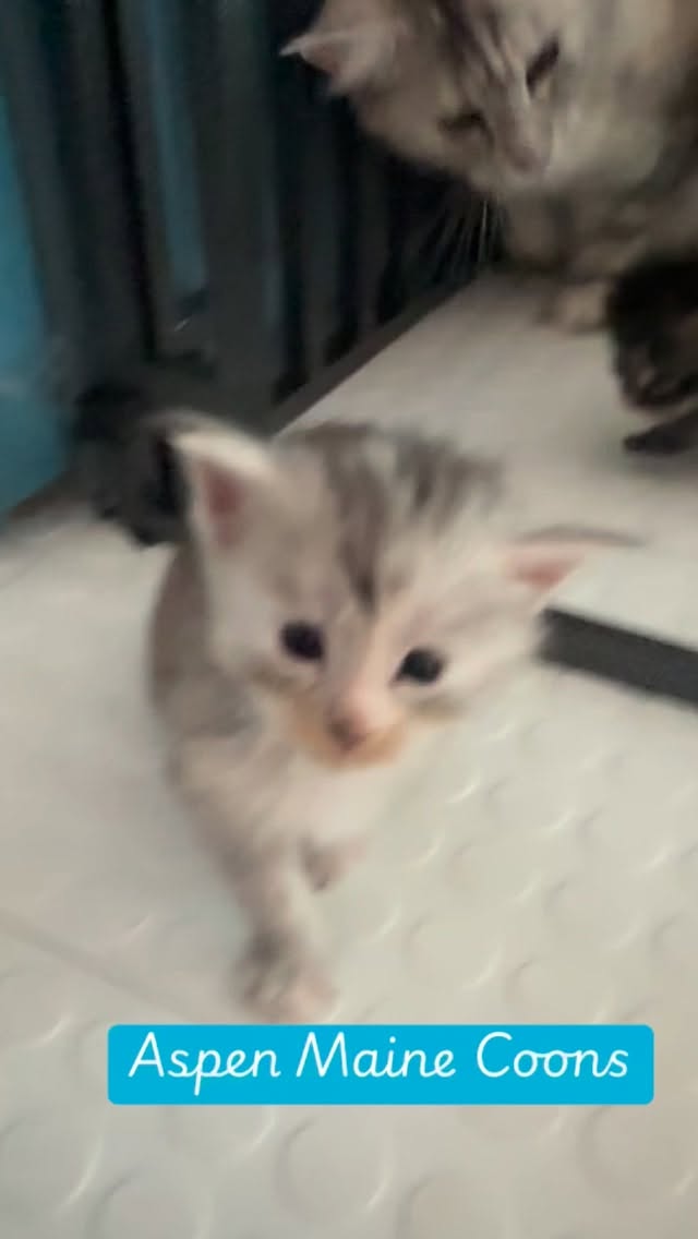 Aspen Maine Coons Game of Thrones litter #mainecoonsofinstagram #mainecoonlovers #mainecoonlife #mainecooncatlovers #mainecoonkitten