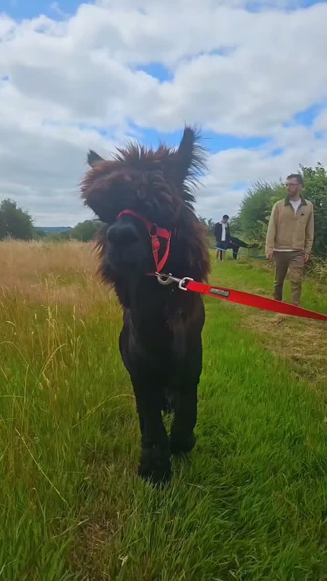 ⚠️ Warning: Side effects may include an unhealthy obsession with alpacas... 🦙
Make the most of the summer holidays with an unforgettable alpaca walk! Whether you're looking for a fun family day out, a unique date idea, or something different to do with friends, we've got you covered. We also host private events and special occasions.
Visit our website to find out more and book your adventure!
Alpaca walks| summer holidays| family days out| Wiltshire | unique experiences
#wiltshirealpacas #summerholiday #alpacawalk #familydaysout #visitwiltshire