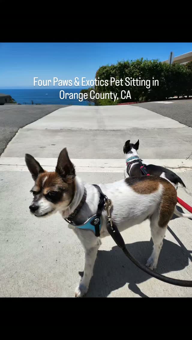 Meet Bowie, Ziggy and Pearl! Their owners often book the midday visit with overnight stay when they go out of town. These Laguna Beach pups love going on walks while Pearl enjoys swimming around her tank.
For more information about the Midday Visit with Overnight Stay or other services that I offer, please visit www.fourpawsandexotics.com.
#petsitting #orangecountypetsitter #dogwalking #orangecountydogwalker #cutedogs
