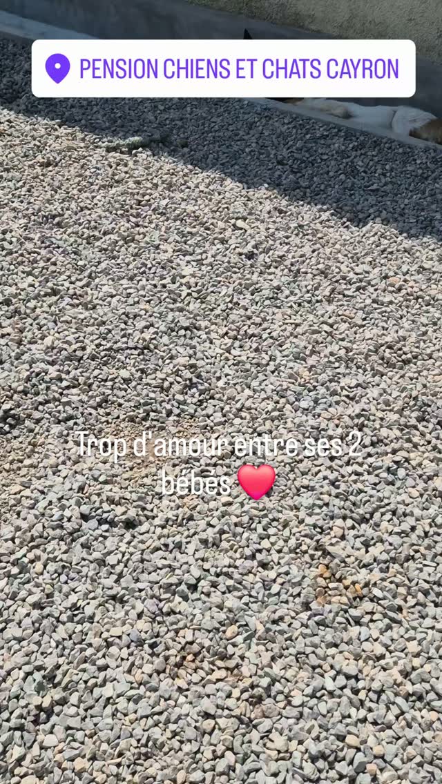Trop beau de les voir si complice
Alia et Rose se sont rencontrées en vacance à la pension elles se retrouvent plusieurs fois dans la journée en parc pour profiter l'une de l'autre ❤️
