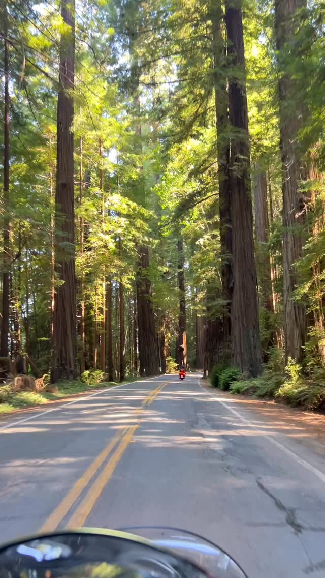 Forest bathing through the Avenue of Giants in Northern California. It’s a new kind of meditation from the backseat! #avenueofgiants #california #forestbathing