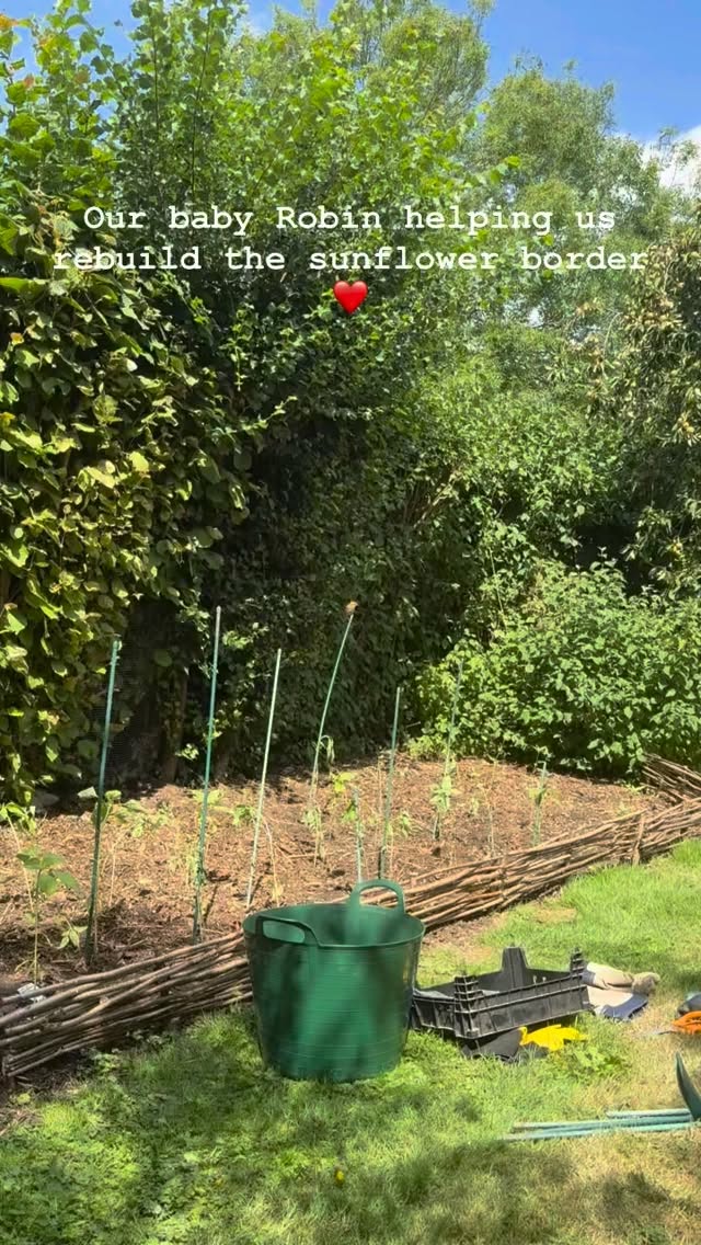Yesterday morning we went down to the sunflower patch to find it destroyed. 100 sunflowers largely uprooted.
We’re thinking probably our visiting badger digging there 🦡
Well, we love badgers so after the initial ‘WTF’ moment. we set about trying to replant what we could, under the watchful eye of our best baby robin! 😍
This is just one of his ways of helping 😂❤️🐦
#robin #birds #birdsareawesome #weekend #inthegarden