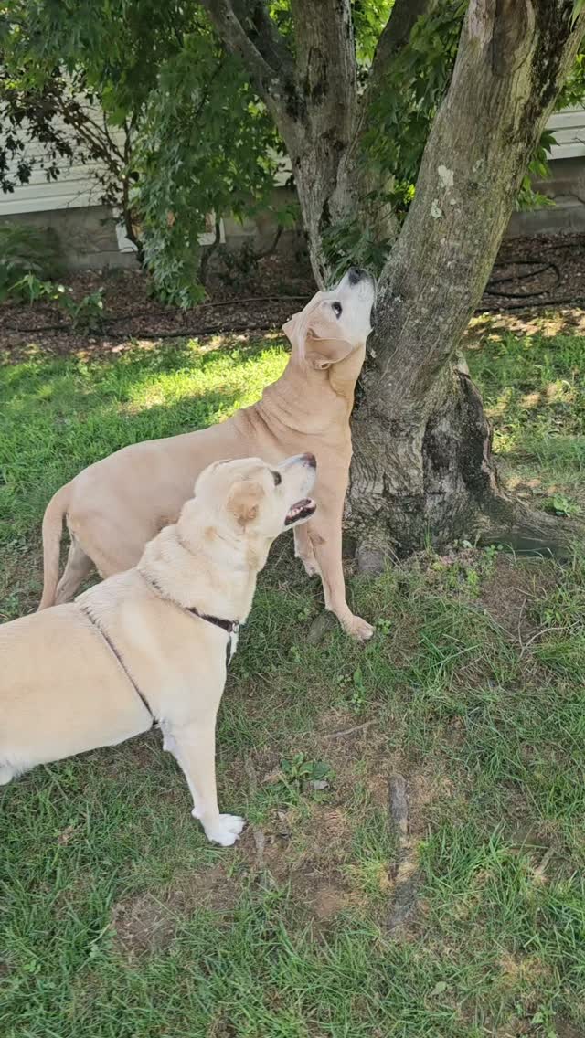 You can see their little brains hard at work trying to figure out how to get their toy back π₯Ίπ