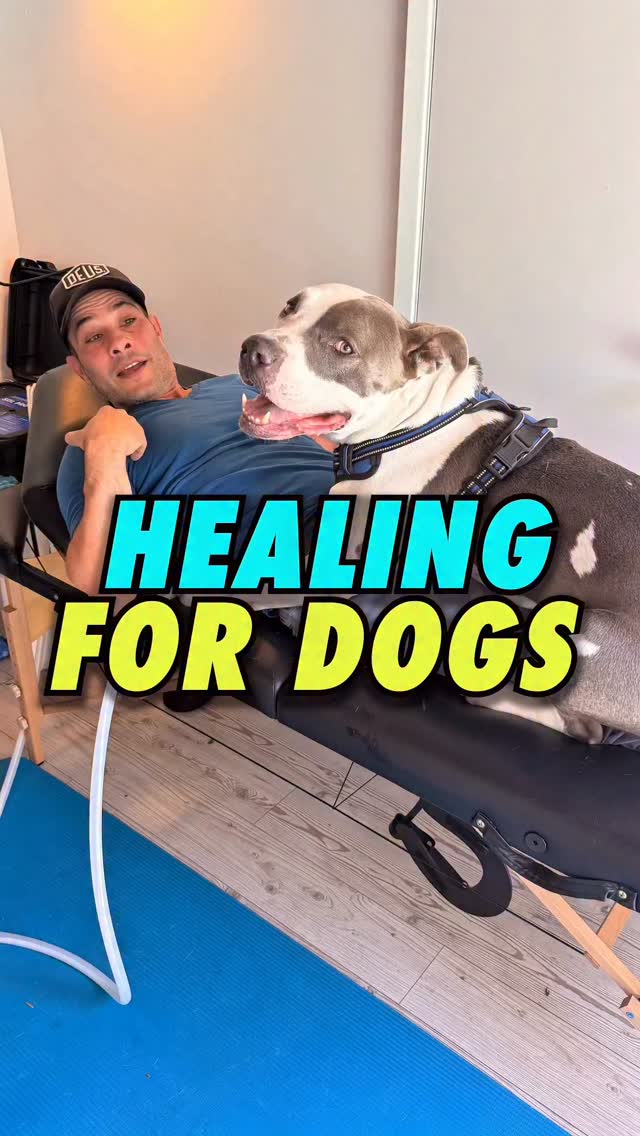 Any questions? 👇 Fire away. If it’s something I don’t know, I’ll find out from somebody who does.
❤️P.E.M.F. is one of the many things we do to keep both members of this dynamic duo from falling the fuck apart. Dana at @woof.hoof.human has helped us a lot with both of our injuries.
This device is the Cadillac of PEMF machines. I’m no expert on this, so there might be some smaller devices that do a decent job, but I’d be sure to do your research before wasting time and money on some useless piece of shit online.
🐶 I also massage and stretch him, heat and ice, PT, swimming (which he hates), peptides, monthly blood work, a real/ raw diet and a very thorough supplement stack of stuff that actually works -both oral and injectable. If this dog farts in the wrong direction- I’M ON IT! I’m one of those people.
#dogs #dogmom #dogdad #doglove