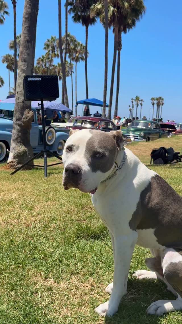 Morning in Venice Beach
#venicebeach #dogs #cars