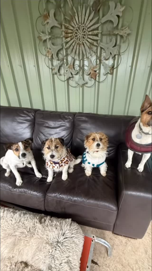 What a fun crew of little Jack Russells. They are all so cute. And have so different personalities.
From the left
⭐️ Puffin the wild child - her legs run faster than her brain and she jumps like a 🦘
💐 Buffy the perfect girl, unless a JRT makes friend with someone else, then they will be humped
🐶 Poppy, Buffy’s niece and a funny little girl that strikes the meerkat prose like no one else
🐾 Jack who was given a concerning reputation by his dad but turned out to be one of the coolest dogs here
#DogHotel #HappyDogs #DogBoarding #DogLovers #PetResort