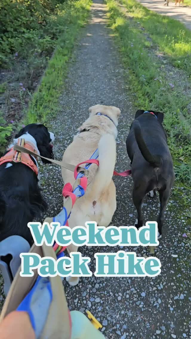 Elsa, Charlie, Eddie, Bosco, Yatzi - oh my! The cutest pack of friends roaming down the trails today! πΎπ©·
See you on the next one - August 29th!
#happypupdogwalking
#happypupdogboarding
#weekendpackhike