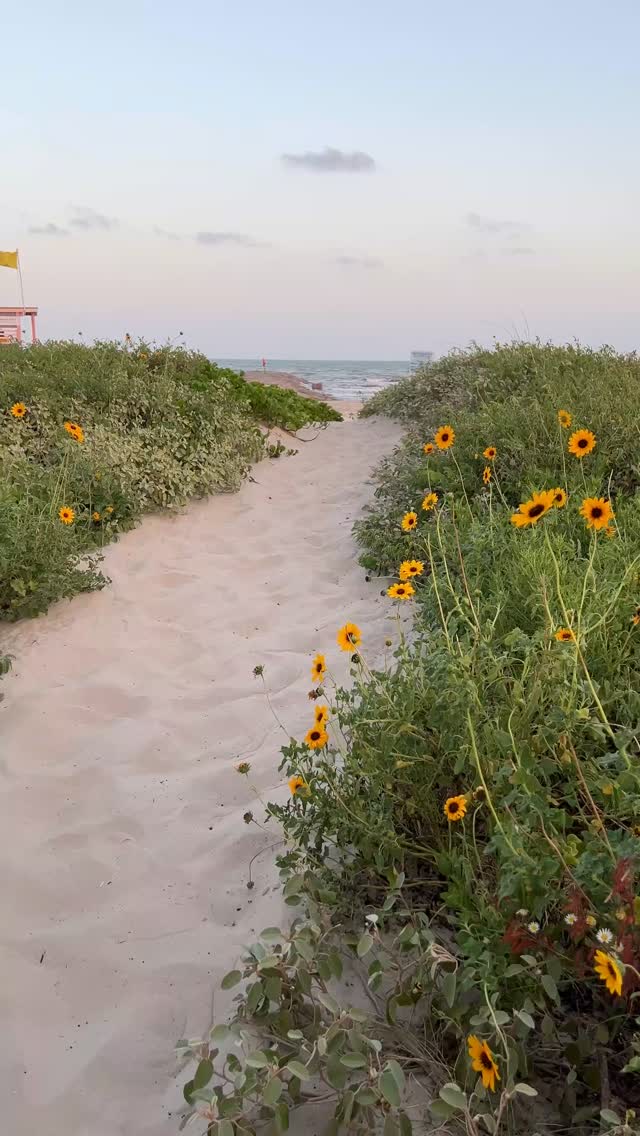A beach evening is my kind of day. Do you know what kind of flowers are growing here on the beach? #beach #galveston #flowers #fyp #longwalk