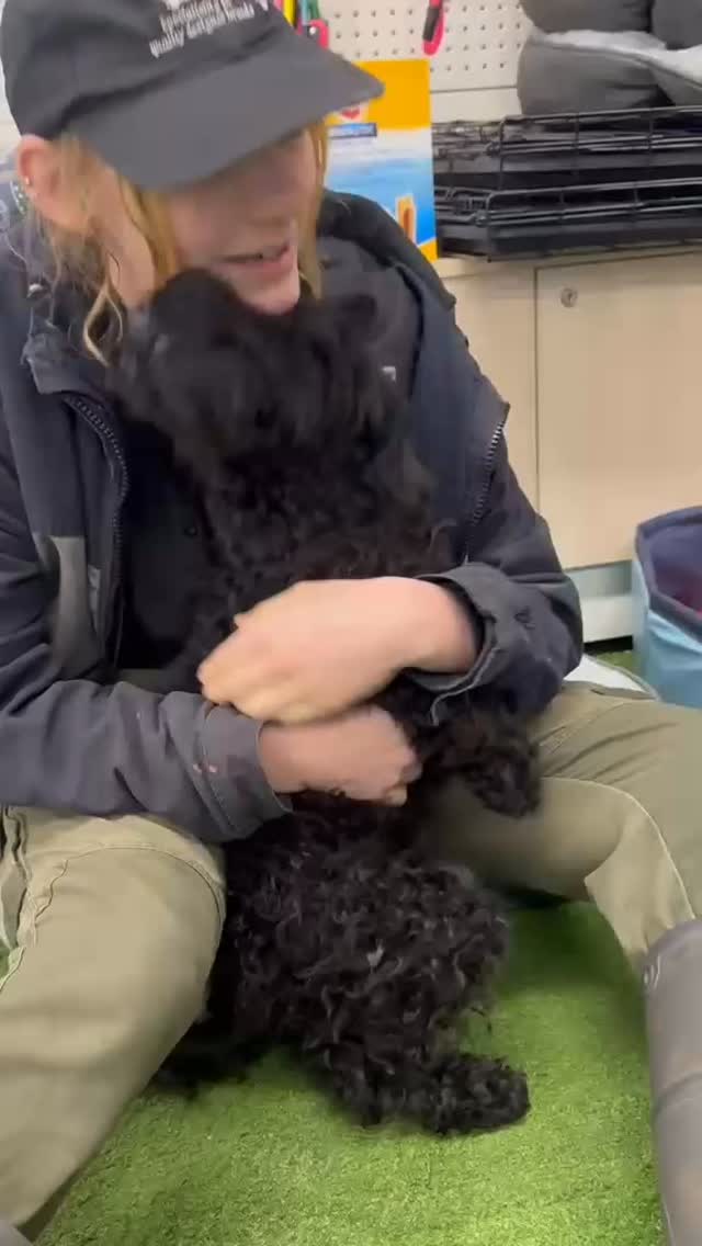 Introducing Shadow, a gorgeous female F1B Aussiedoodle, born February 12, 2026, from parents Lottie and Arlo. She’s got the sass, the smarts, and the snuggles all in one fluffy package.
Microchip: 956000019542811
Source No: BR100575
✨ Shadow isn’t just a pup, she’s a vibe, playful, spoiled, and ready to light up her forever family’s world.
#puppiesdownunder #shadowvibes #sassypuppylove #groodlejoy #BR100575