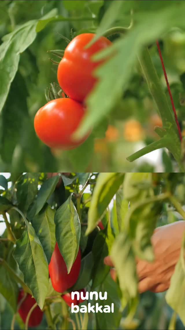 Domates de bizden, biber de bizden, güneş de 🍅🌶️
Nunu'nun gün kurusu salçası geliyor. Makineyle değil, Antakya güneşinin altında, eskiden olduğu gibi. Katkısız, gerçek.
Çok yakında rafta. Takipte kalın 🤍
nunubakkal.com