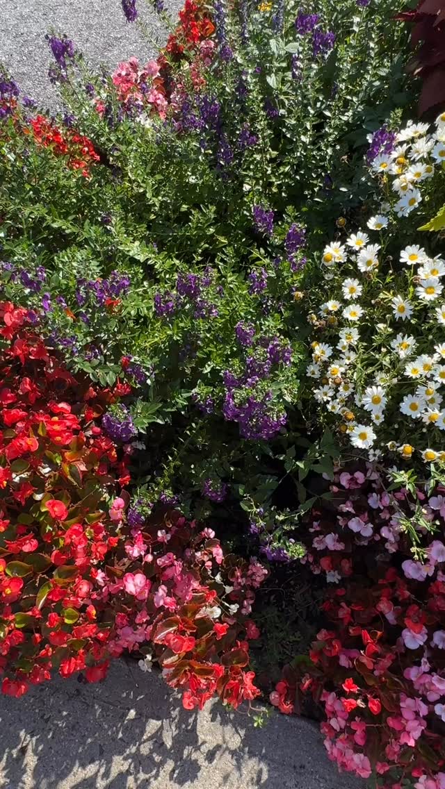 Itโs a beautiful morning in Bronxville! Are you loving all the flowers planted around the Village? So are we, and we have the @bxv_beautification_council volunteers to thank for planting and maintaining the large pots, flower beds, and traffic islands around the business district! Interested in getting involved? Check out their website - bronxvillebeautificationcouncil.org - for more details! ๐ฉ๐ปโ๐พ๐ป๐ธ๐ท๐บ๐ผ๐ชป๐ง๐ผโ๐พ
#garden #flowers #bronxville #lovelocal
