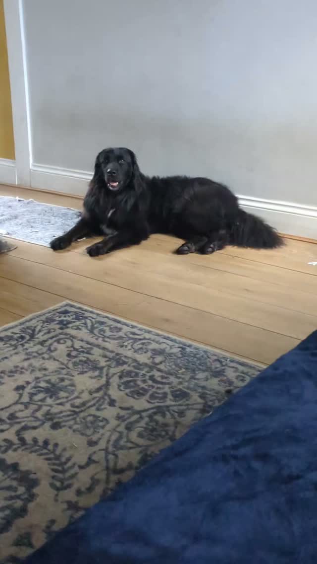 I love singing with Esme, today she learnt a new song and kept asking for it with short sharp barks.
#singingdog