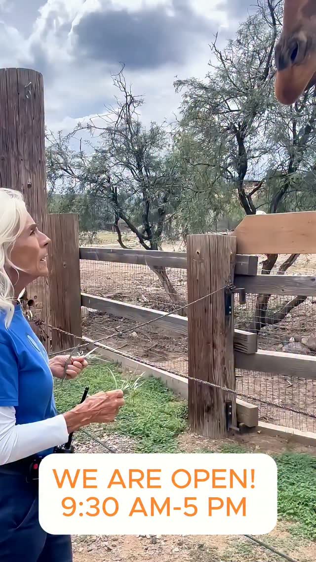 WE ARE OPEN (in case you were wondering).
Things look a *little* different while cleanup continues.
The adventure is still here.
Our SuperMogs have replaced our bus tours on a special route while damaged roads are being repaired.
Prayeri demonstrates how we've changed giraffe feeding for the moment. We like keeping our giraffes happy. 😄
One of the best ways to help us recover? Come visit.
Open daily 9:30-5pm.
#outofafricawildlifeparkandsanctuary #sedona #familyfun #sanctuary #wildlifepark